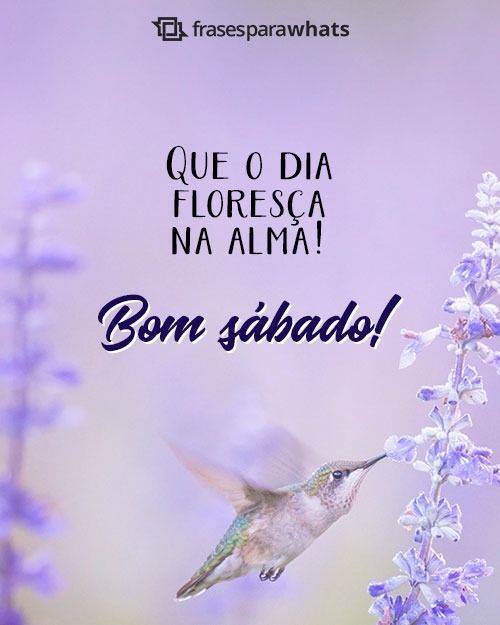 Bom Sábado!